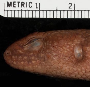 Media type: image;   Herpetology R-26536